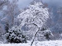 Alleinstehendes verschneites Bäumchen im Kendlmühlfilzn